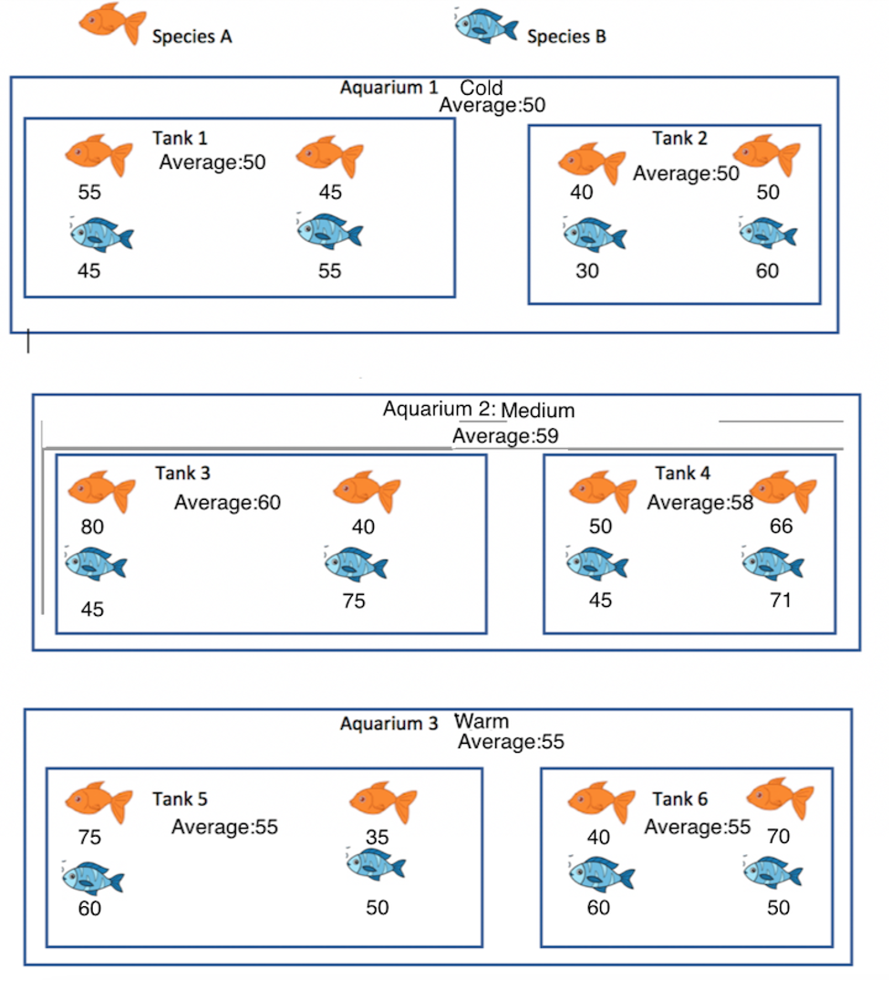 Fish in Aquarium Study