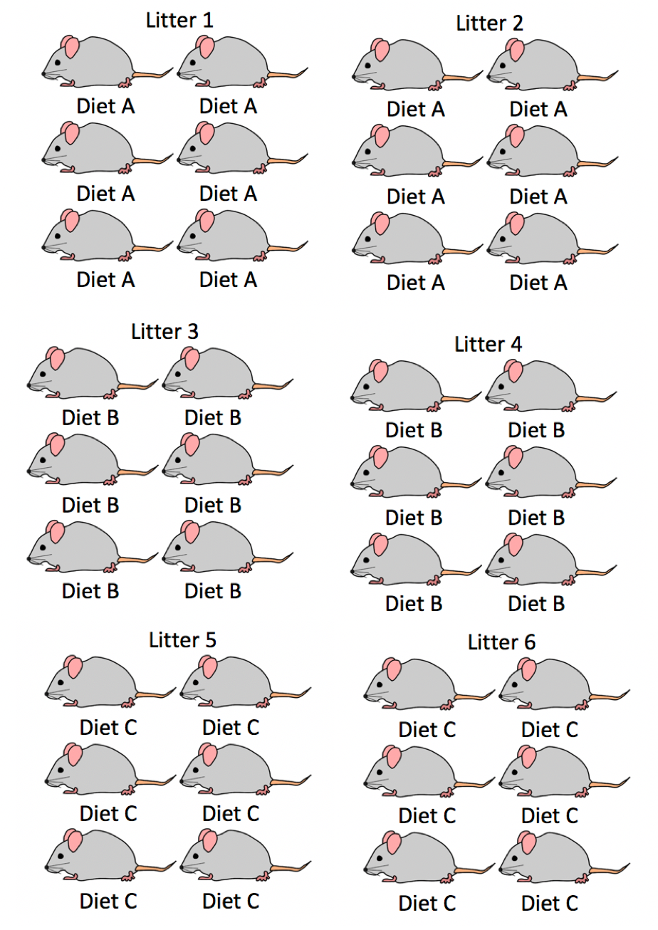 mouse experiment statistical